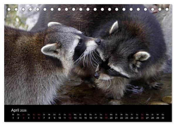 Produktbild: Waschb&auml;ren (Tischkalender 2026 DIN A5 quer), CALVENDO Monatskalender