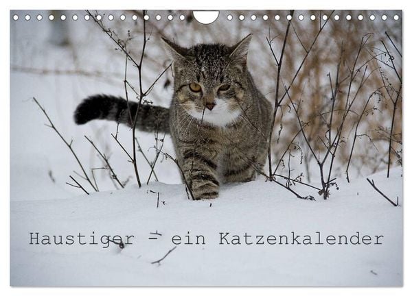 Haustiger - Ein Katzenkalender (Wandkalender 2026 DIN A4 quer), CALVENDO Monatskalender