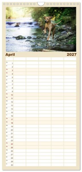 Produktbild: Familienplaner 2027 - Rhodesian Ridgeback - Herzen auf vier Pfoten mit 5 Spalten (Wandkalender, 21 x 45 cm) CALVENDO