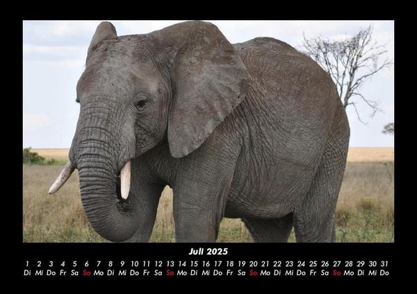 Produktbild: Tiere in der Wildnis 2025 Fotokalender DIN A3