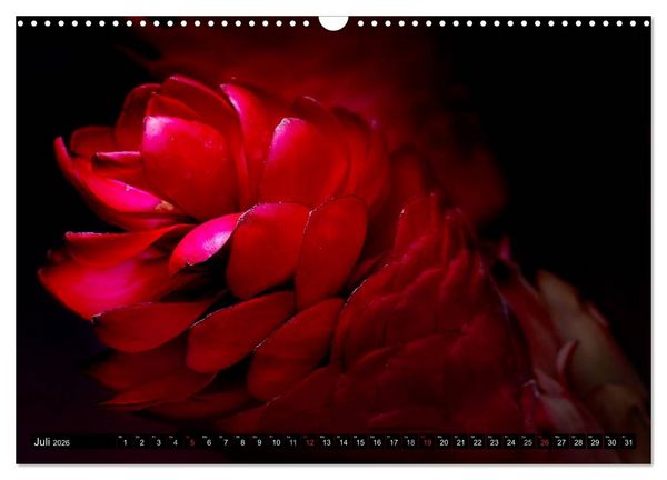 Produktbild: Flowers / 2026 (Wandkalender 2026 DIN A3 quer), CALVENDO Monatskalender