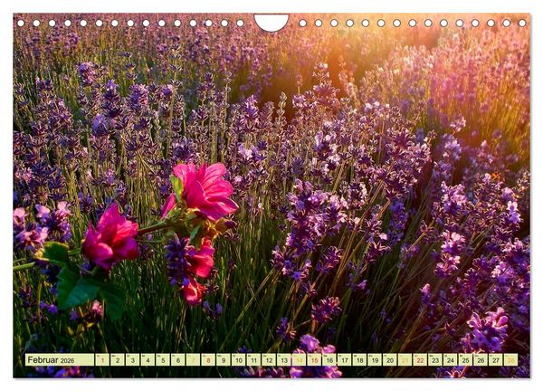 Produktbild: Traum-Ziele - Lavendel der Provence, Frankreich (Wandkalender 2026 DIN A4 quer), CALVENDO Monatskalender