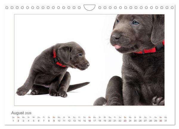 Produktbild: Labradorwelpen - Freunde f&uuml;rs Leben (Wandkalender 2026 DIN A4 quer), CALVENDO Monatskalender