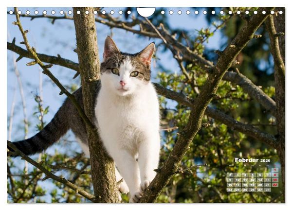 Produktbild: Katzen im Gr&uuml;nen (Wandkalender 2026 DIN A4 quer), CALVENDO Monatskalender