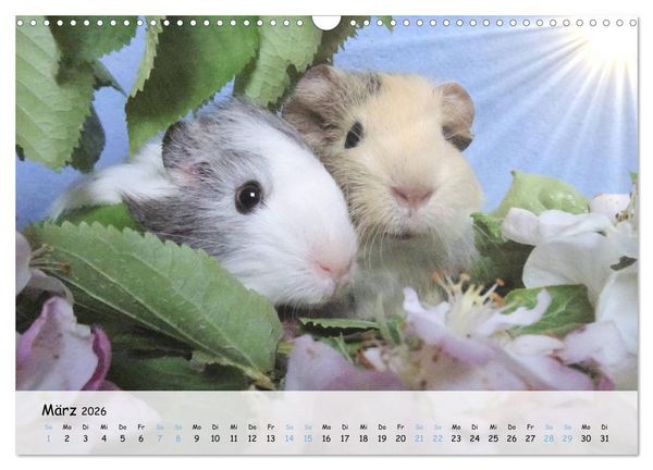 Produktbild: Meerschweinchen 2026 - bezaubernd, hinrei&szlig;end, entz&uuml;ckend (Wandkalender 2026 DIN A3 quer), CALVENDO Monatskalender