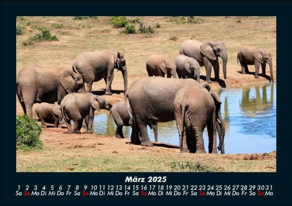 Produktbild: Tiere in der Wildnis 2025 Fotokalender DIN A5