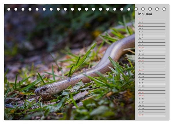 Produktbild: Salamander und Co. (Tischkalender 2026 DIN A5 quer), CALVENDO Monatskalender
