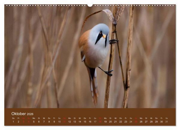Produktbild: Der Federsee - Vogelparadies in Oberschwaben (hochwertiger Premium Wandkalender 2026 DIN A2 quer), Kunstdruck in Hochglanz