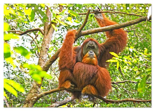 Produktbild: Orang Utans Sumatras Waldmenschen (Tischkalender 2026 DIN A5 quer), CALVENDO Monatskalender