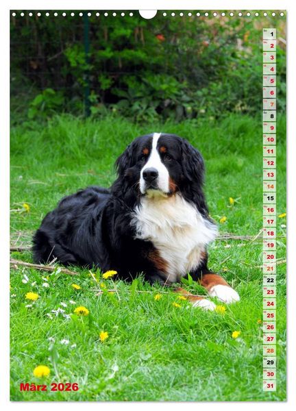Produktbild: B&Auml;R - Der Berner Sennenhund (Wandkalender 2026 DIN A3 hoch), CALVENDO Monatskalender
