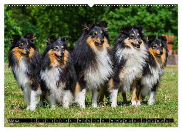 Produktbild: Traumhund Sheltie (hochwertiger Premium Wandkalender 2026 DIN A2 quer), Kunstdruck in Hochglanz