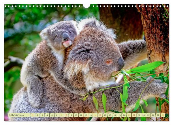 Produktbild: Koala - kleiner Teddy (Wandkalender 2026 DIN A3 quer), CALVENDO Monatskalender