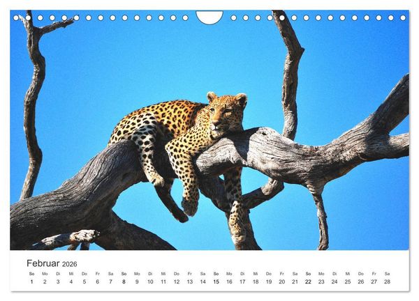 Produktbild: Botswana - Grandiose Wildnis (Wandkalender 2026 DIN A4 quer), CALVENDO Monatskalender
