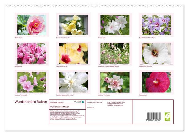 Produktbild: Wundersch&ouml;ne Malven (hochwertiger Premium Wandkalender 2026 DIN A2 quer), Kunstdruck in Hochglanz