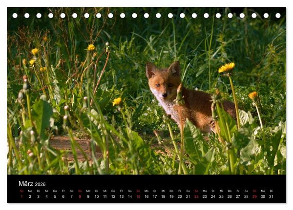 Produktbild: Faszination Wald. Waldimpressionen aus Nordhessen von Lutz Klapp (Tischkalender 2026 DIN A5 quer), CALVENDO Monatskalender