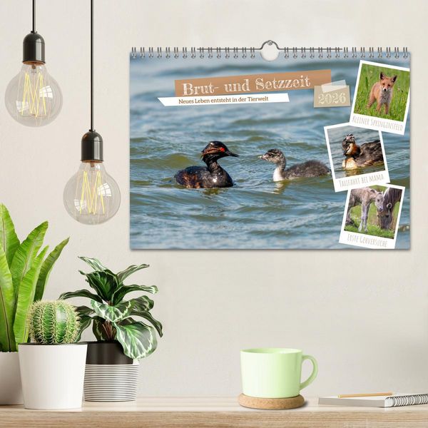 Produktbild: Brut- und Setzzeit. Neues Leben entsteht. (Wandkalender 2026 DIN A4 quer), CALVENDO Monatskalender