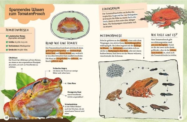 Produktbild: Gespenstfledermaus, Zitronenhai & Co.