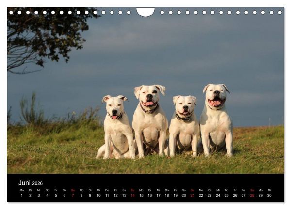 Produktbild: American Bulldog - stolz, loyal, einzigartig (Wandkalender 2026 DIN A4 quer), CALVENDO Monatskalender