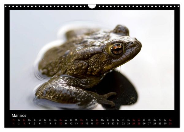 Produktbild: Natur erleben... (Wandkalender 2026 DIN A3 quer), CALVENDO Monatskalender