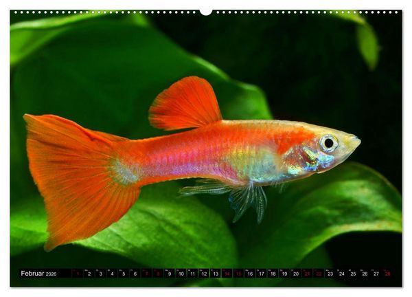 Produktbild: Beliebte Fische der Welt (Wandkalender 2026 DIN A2 quer), CALVENDO Monatskalender