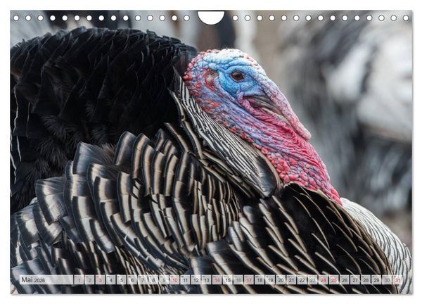 Produktbild: Emotionale Momente: Der Truthahn. (Wandkalender 2026 DIN A4 quer), CALVENDO Monatskalender