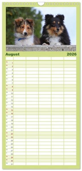 Produktbild: Familienplaner 2026 - Shelties 2026 mit 5 Spalten (Wandkalender, 21 x 45 cm) CALVENDO