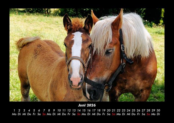 Produktbild: Pferdegefl&uuml;ster 2026 Fotokalender DIN A3