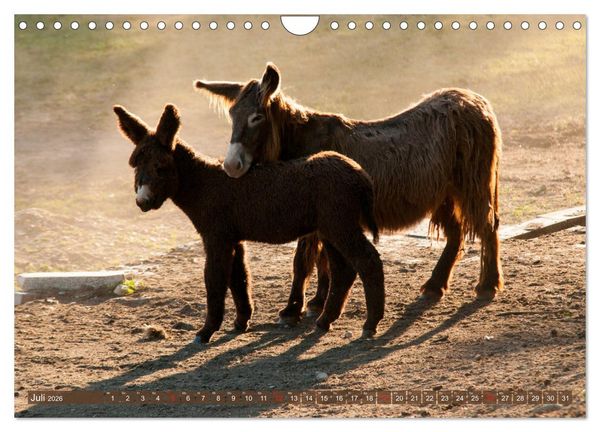 Produktbild: Liebenswerte Langohren - Die Sch&ouml;nheit der Esel (Wandkalender 2026 DIN A4 quer), CALVENDO Monatskalender