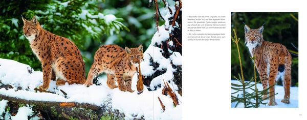 Produktbild: Luchs
