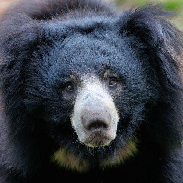 Produktbild: Bears 2027