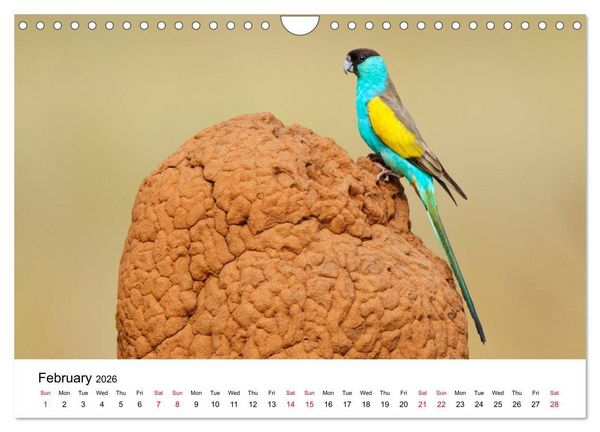 Produktbild: Australian Parrots (Wall Calendar 2026 DIN A4 landscape), CALVENDO 12 Month Wall Calendar
