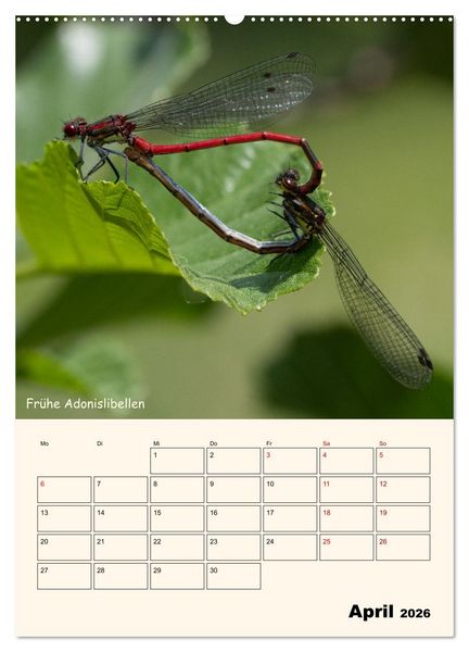 Produktbild: Libellen - Flugk&uuml;nstler in Bayern (Wandkalender 2026 DIN A2 hoch), CALVENDO Monatskalender