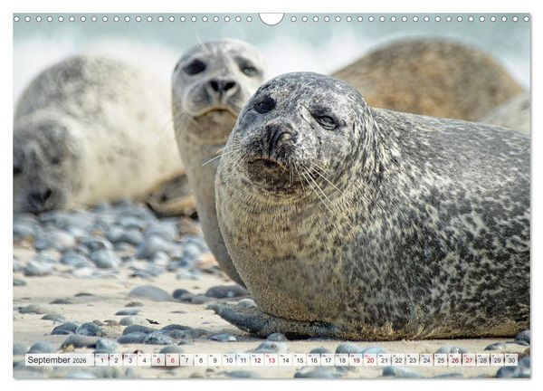 Produktbild: Guck mal ... Robben im Wattenmeer (Wandkalender 2026 DIN A3 quer), CALVENDO Monatskalender