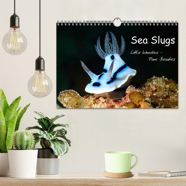 Produktbild: Sea Slugs - Little Wonders - Pure Beauties (Wall Calendar 2027 DIN A4 landscape), CALVENDO 12 Month Wall Calendar
