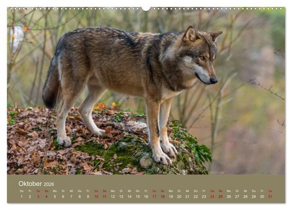 Produktbild: unter W&ouml;lfen (Wandkalender 2026 DIN A2 quer), CALVENDO Monatskalender