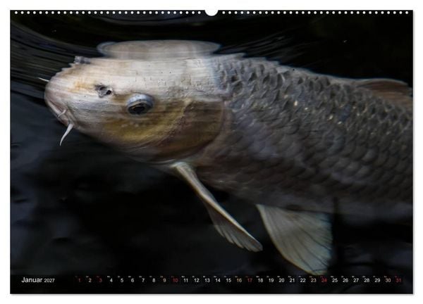 Produktbild: Nishikigoi &ndash; Koikarpfen in ihrer Welt (Wandkalender 2027 DIN A2 quer), CALVENDO Monatskalender