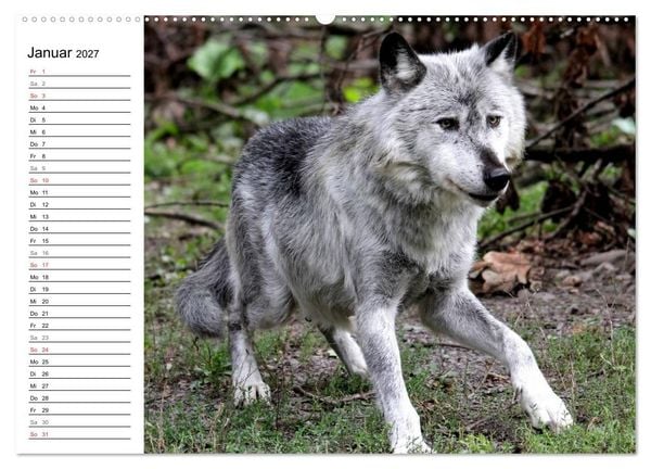 Produktbild: Im Rudel Zuhause - Der Wolf (hochwertiger Premium Wandkalender 2027 DIN A2 quer), Kunstdruck in Hochglanz