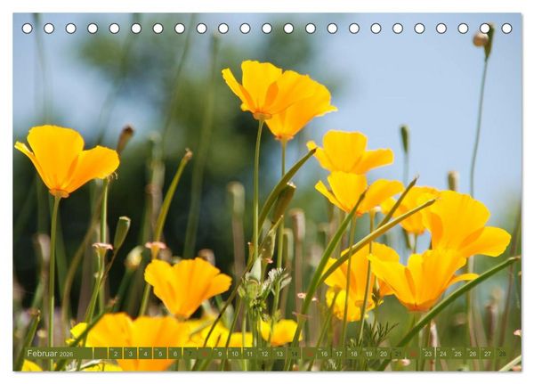 Produktbild: MOHNBL&Uuml;TEN (Tischkalender 2026 DIN A5 quer), CALVENDO Monatskalender