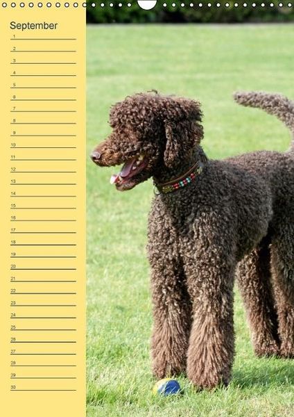 Produktbild: Pudel / Geburtstagskalender (Wandkalender immerw&auml;hrend DIN A3 hoch)