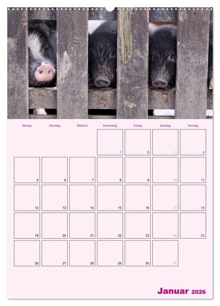 Produktbild: Schweinischer Terminplaner (Wandkalender 2026 DIN A2 hoch), CALVENDO Monatskalender