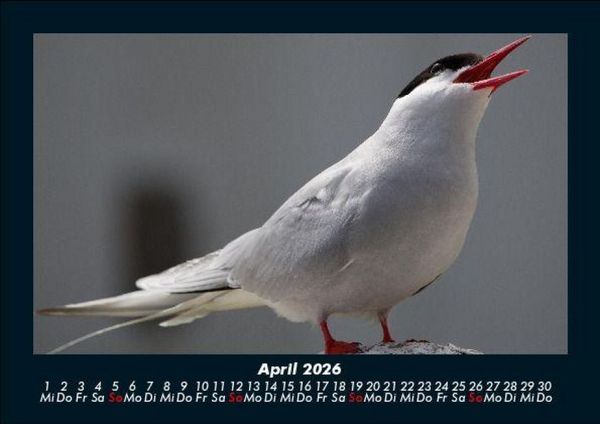 Produktbild: V&ouml;gel 2026 Fotokalender DIN A5