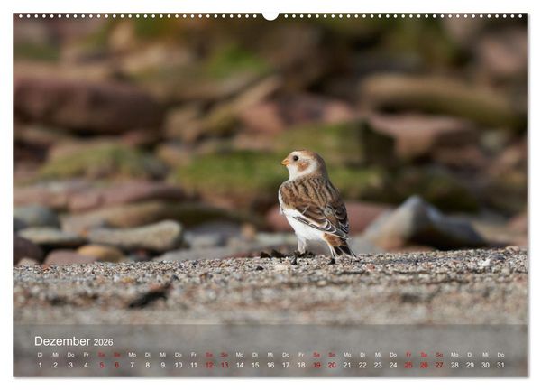 Produktbild: Wilde Vogelwelt Helgoland (hochwertiger Premium Wandkalender 2026 DIN A2 quer), Kunstdruck in Hochglanz