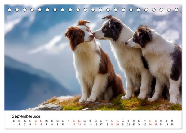 Produktbild: Border Collies H&uuml;teprofis (Tischkalender 2026 DIN A5 quer), CALVENDO Monatskalender