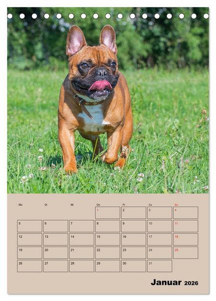 Produktbild: Jahresplaner Franz&ouml;sische Bulldogge (Tischkalender 2026 DIN A5 hoch), CALVENDO Monatskalender