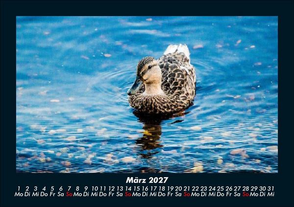 Produktbild: Enten 2027 Fotokalender DIN A5