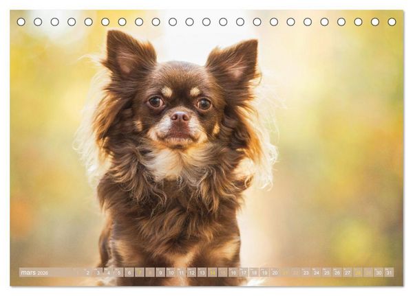 Produktbild: Chihuahua : petit, mais costaud (Calendrier de bureau 2026 DIN A5 vertical), CALVENDO calendrier mensuel