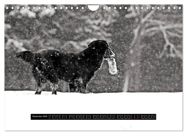 Produktbild: Flatcoated Retriever Black Edition (Wandkalender 2026 DIN A4 quer), CALVENDO Monatskalender