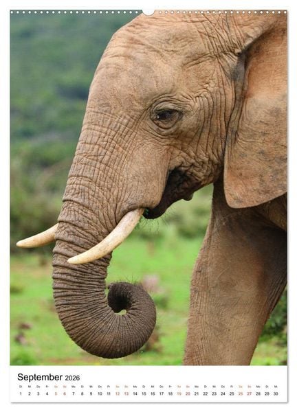 Produktbild: S&Uuml;DAFRIKA Wild-Tiere im Addo Elephant Park (hochwertiger Premium Wandkalender 2026 DIN A2 hoch), Kunstdruck in Hochglanz