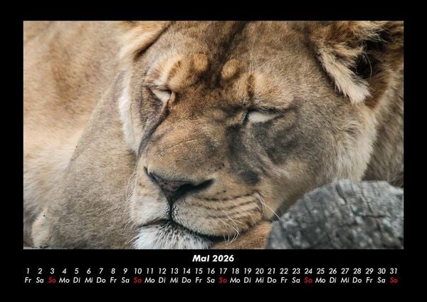 Produktbild: L&ouml;wen in der Wildnis 2026 Fotokalender DIN A3