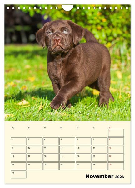 Produktbild: Familienplaner - Labrador Welpen entdecken die Welt (Wandkalender 2026 DIN A4 hoch), CALVENDO Monatskalender
